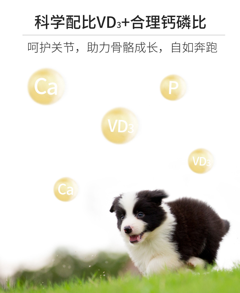 金标幼犬_10