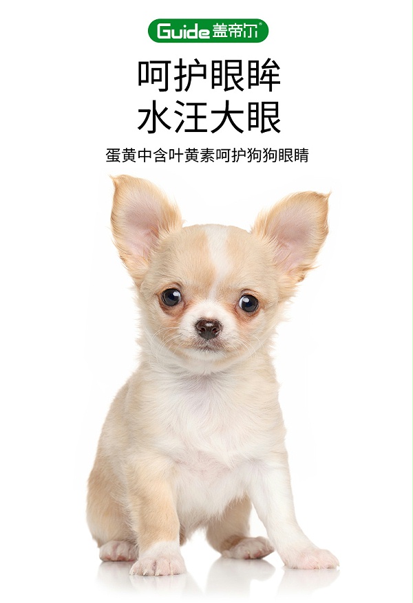 盖帝尔幼犬20kg_07